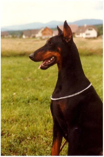 Bonnie Vom heckendorf