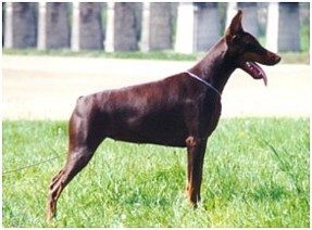 CH. Miss mouchka Vom heckendorf