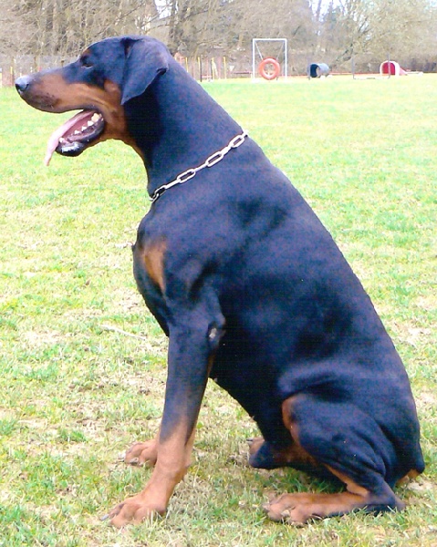 Vito bryan Vom heckendorf