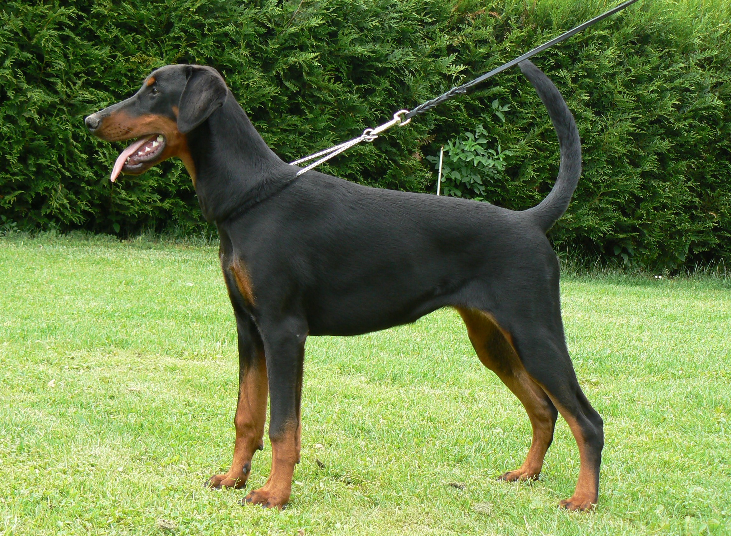 CH. Evita quinta Vom heckendorf